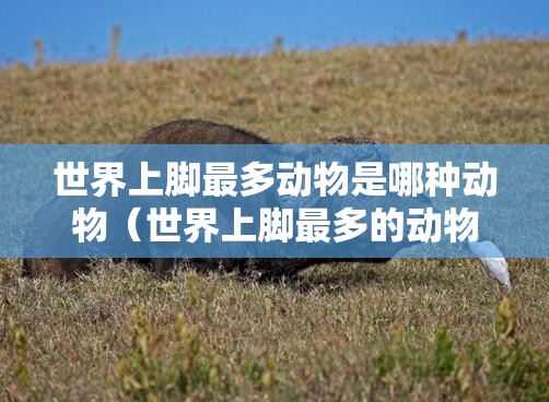 世界上脚最多动物是哪种动物（世界上脚最多的动物是啥）