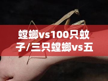 螳螂vs100只蚊子/三只螳螂vs五只蜘蛛
