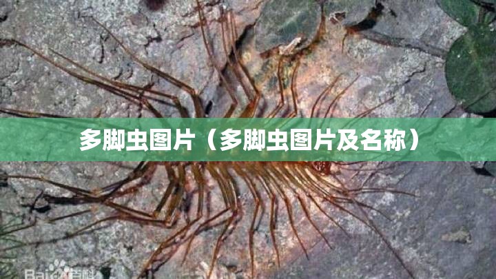 多脚虫图片（多脚虫图片及名称）
