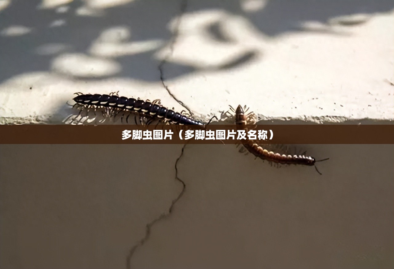 多脚虫图片（多脚虫图片及名称）