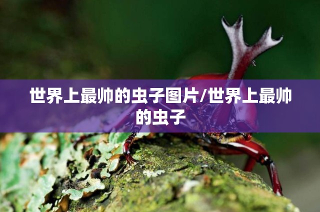 世界上最帅的虫子图片/世界上最帅的虫子