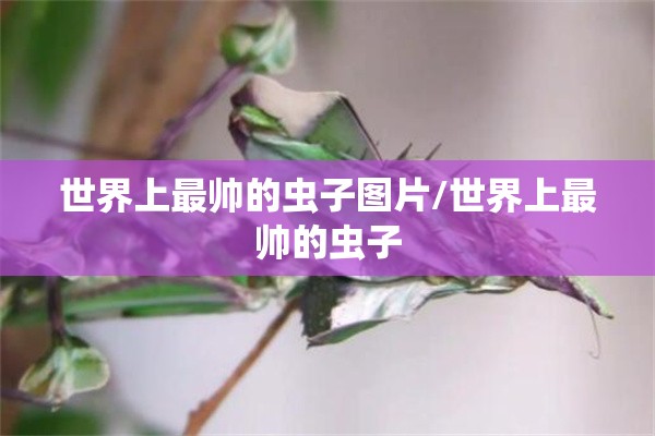 世界上最帅的虫子图片/世界上最帅的虫子
