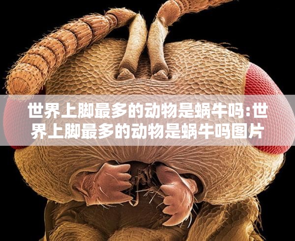 世界上脚最多的动物是蜗牛吗:世界上脚最多的动物是蜗牛吗图片