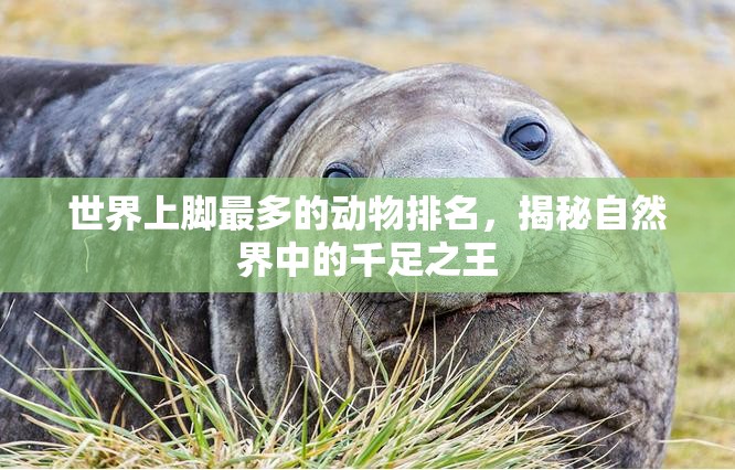 世界上脚最多的动物排名，揭秘自然界中的千足之王
