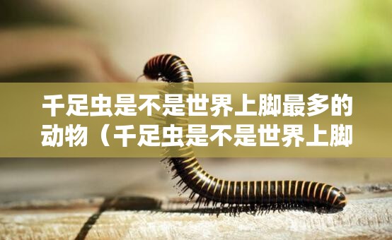 千足虫是不是世界上脚最多的动物（千足虫是不是世界上脚最多的动物呢）