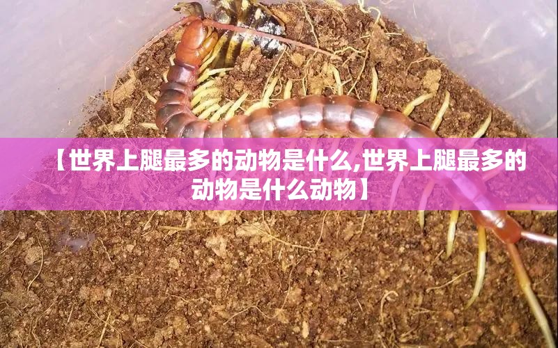 【世界上腿最多的动物是什么,世界上腿最多的动物是什么动物】