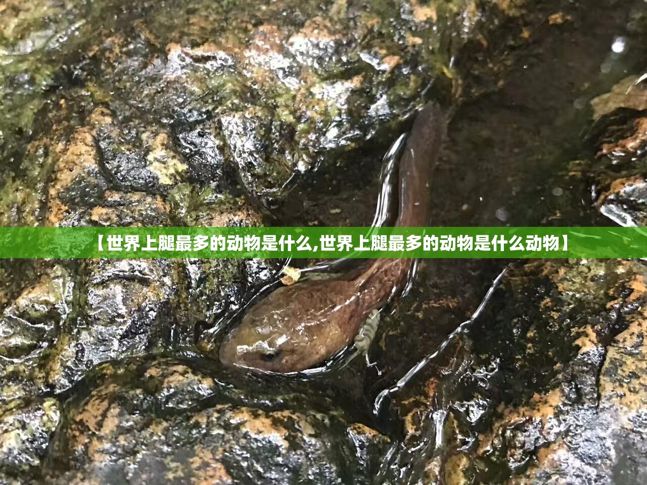 【世界上腿最多的动物是什么,世界上腿最多的动物是什么动物】