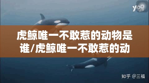 虎鲸唯一不敢惹的动物是谁/虎鲸唯一不敢惹的动物是谁?