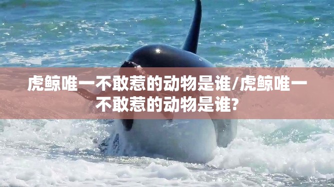 虎鲸唯一不敢惹的动物是谁/虎鲸唯一不敢惹的动物是谁?