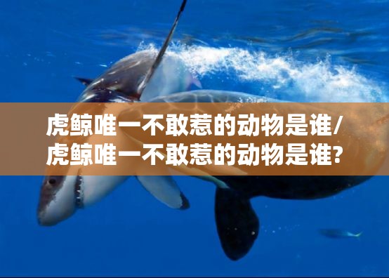 虎鲸唯一不敢惹的动物是谁/虎鲸唯一不敢惹的动物是谁?
