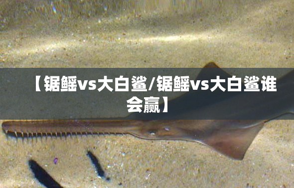 【锯鳐vs大白鲨/锯鳐vs大白鲨谁会赢】