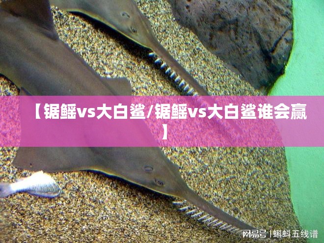 【锯鳐vs大白鲨/锯鳐vs大白鲨谁会赢】