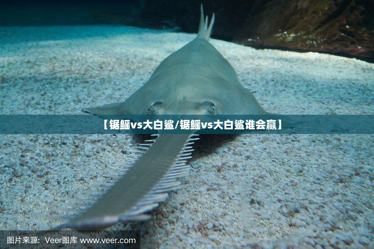 【锯鳐vs大白鲨/锯鳐vs大白鲨谁会赢】