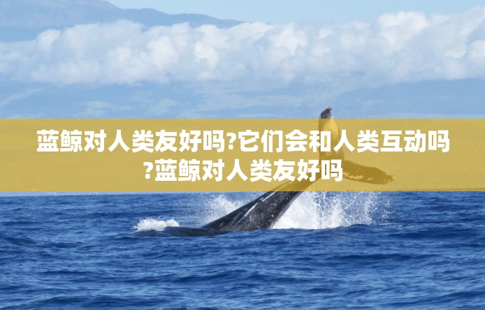 蓝鲸对人类友好吗?它们会和人类互动吗?蓝鲸对人类友好吗