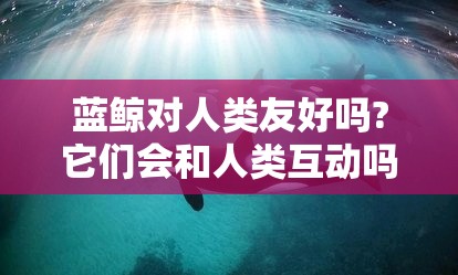 蓝鲸对人类友好吗?它们会和人类互动吗?蓝鲸对人类友好吗