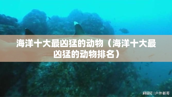 海洋十大最凶猛的动物（海洋十大最凶猛的动物排名）