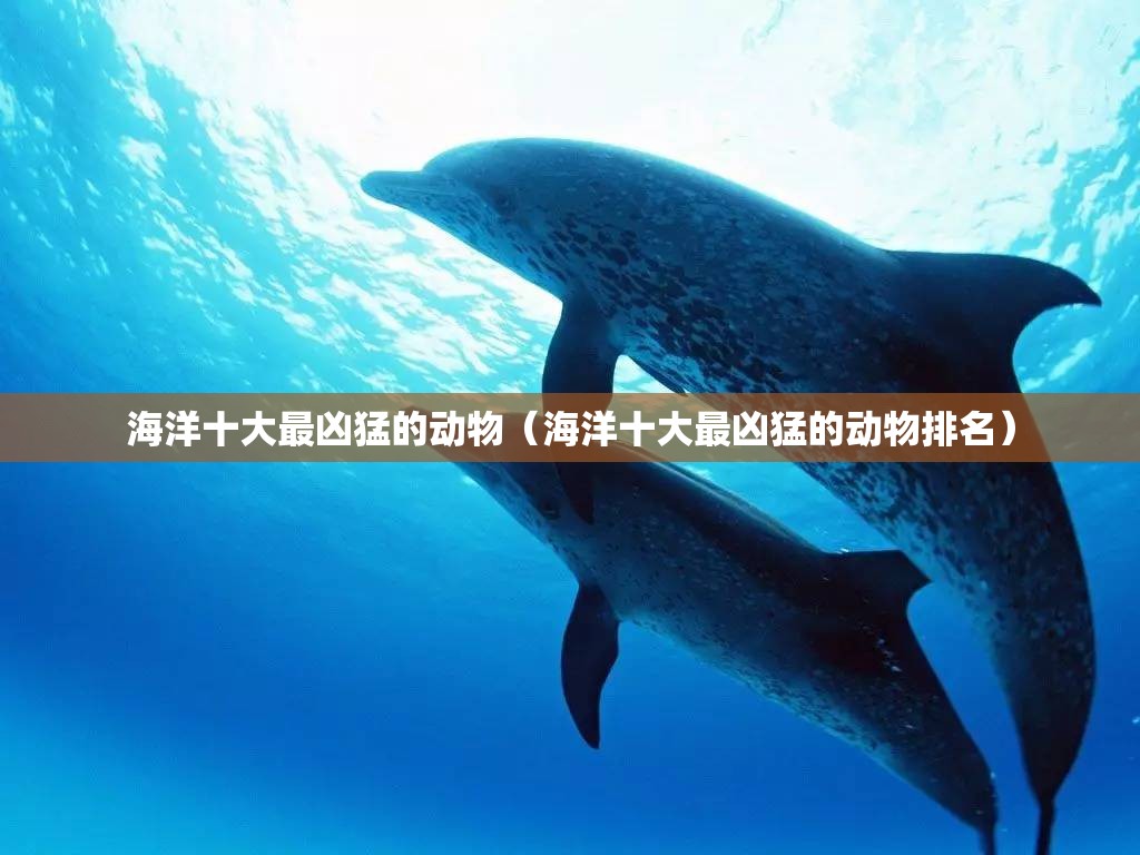 海洋十大最凶猛的动物（海洋十大最凶猛的动物排名）