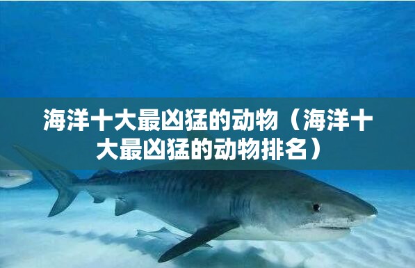 海洋十大最凶猛的动物（海洋十大最凶猛的动物排名）
