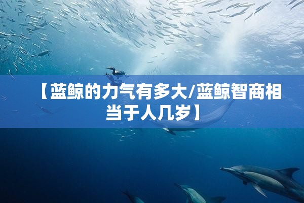 【蓝鲸的力气有多大/蓝鲸智商相当于人几岁】