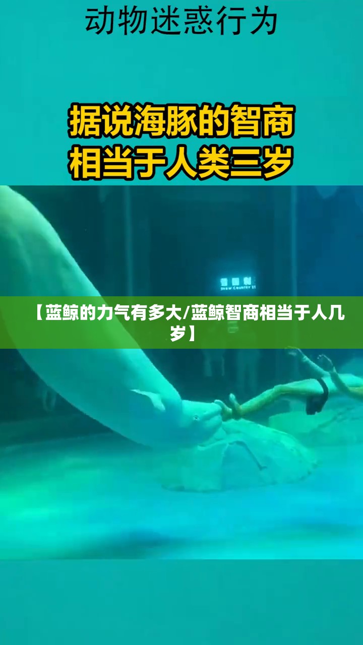 【蓝鲸的力气有多大/蓝鲸智商相当于人几岁】