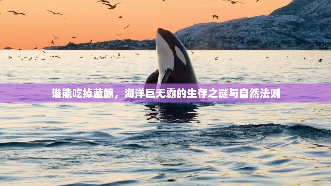 谁能吃掉蓝鲸，海洋巨无霸的生存之谜与自然法则
