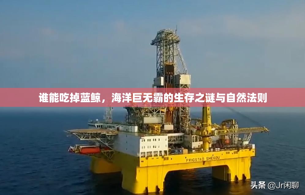 谁能吃掉蓝鲸，海洋巨无霸的生存之谜与自然法则