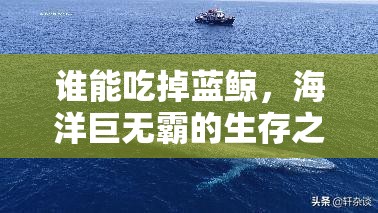 【有笔顺笔画,有笔顺笔画顺序】