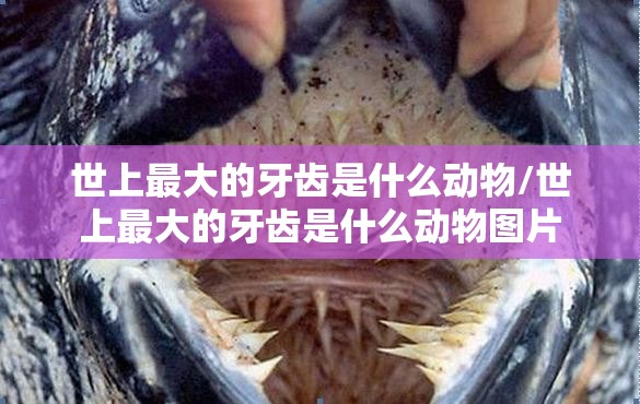 世上最大的牙齿是什么动物/世上最大的牙齿是什么动物图片