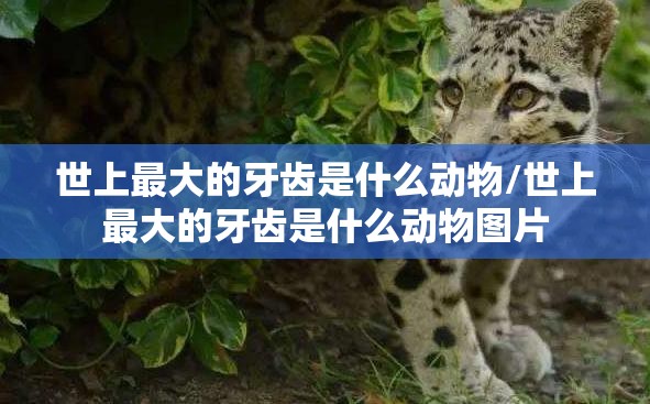 世上最大的牙齿是什么动物/世上最大的牙齿是什么动物图片