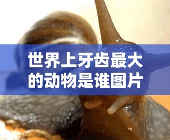 世界上牙齿最大的动物是谁图片/世界上牙齿最大的动物是谁