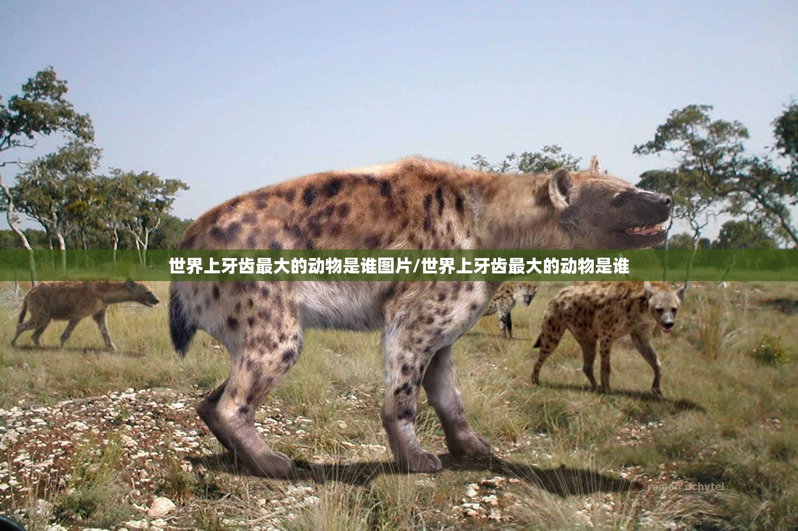 世界上牙齿最大的动物是谁图片/世界上牙齿最大的动物是谁