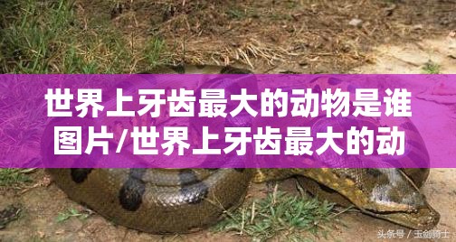 世界上牙齿最大的动物是谁图片/世界上牙齿最大的动物是谁
