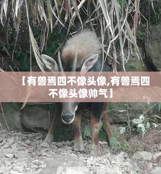 【有兽焉四不像头像,有兽焉四不像头像帅气】