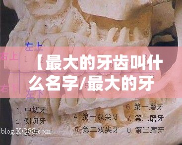 【最大的牙齿叫什么名字/最大的牙齿叫什么名字图片】