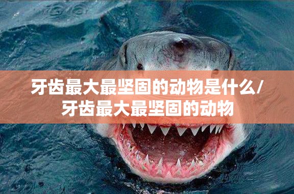 牙齿最大最坚固的动物是什么/牙齿最大最坚固的动物