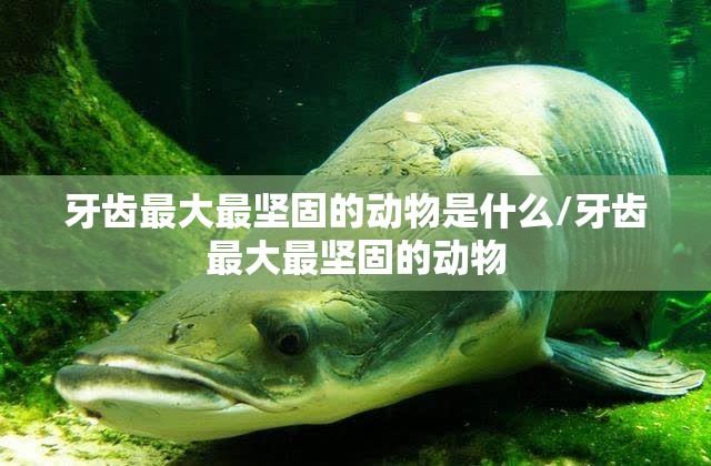 牙齿最大最坚固的动物是什么/牙齿最大最坚固的动物