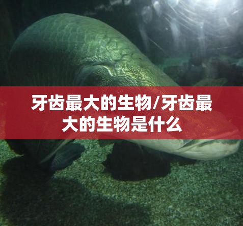 牙齿最大的生物/牙齿最大的生物是什么