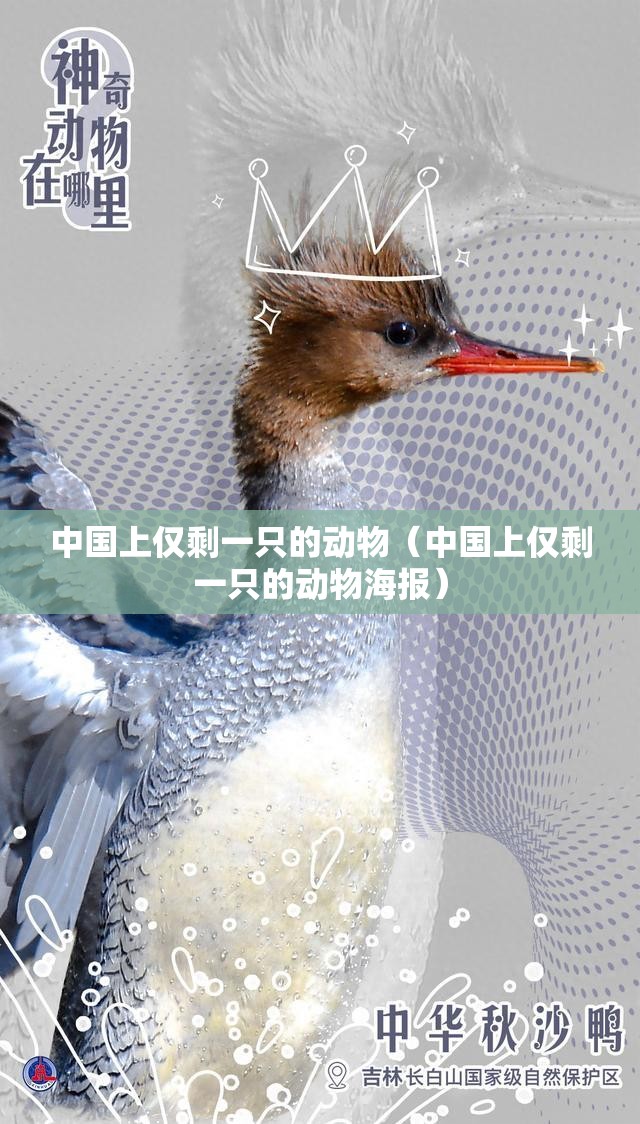 中国上仅剩一只的动物（中国上仅剩一只的动物海报）