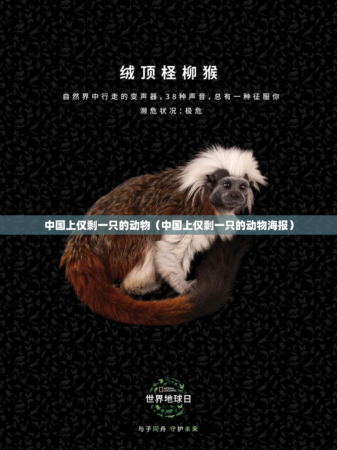 中国上仅剩一只的动物（中国上仅剩一只的动物海报）