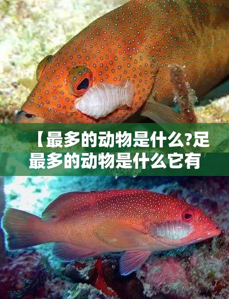 【最多的动物是什么?足最多的动物是什么它有多少足】
