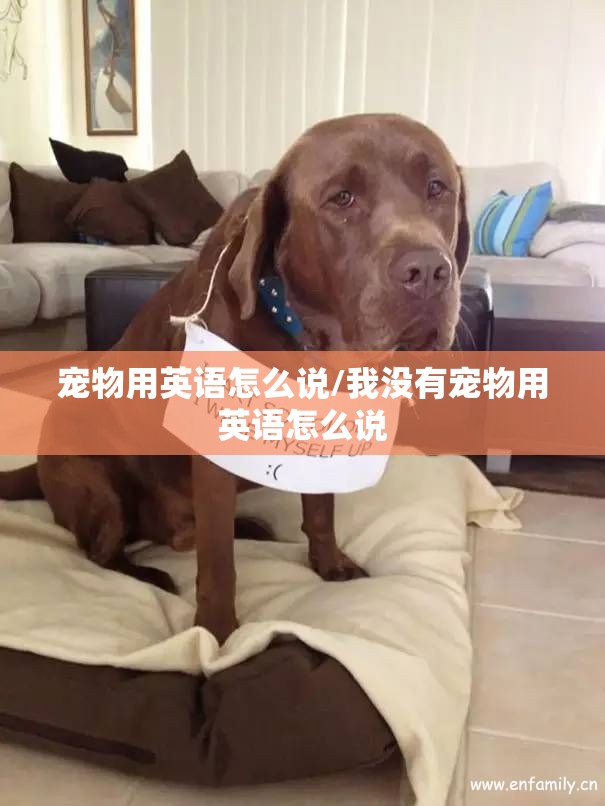 宠物用英语怎么说/我没有宠物用英语怎么说