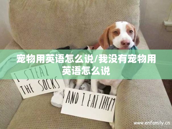 宠物用英语怎么说/我没有宠物用英语怎么说