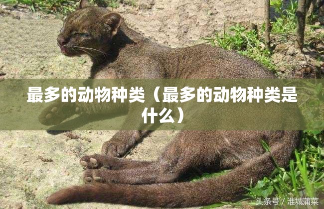 最多的动物种类（最多的动物种类是什么）