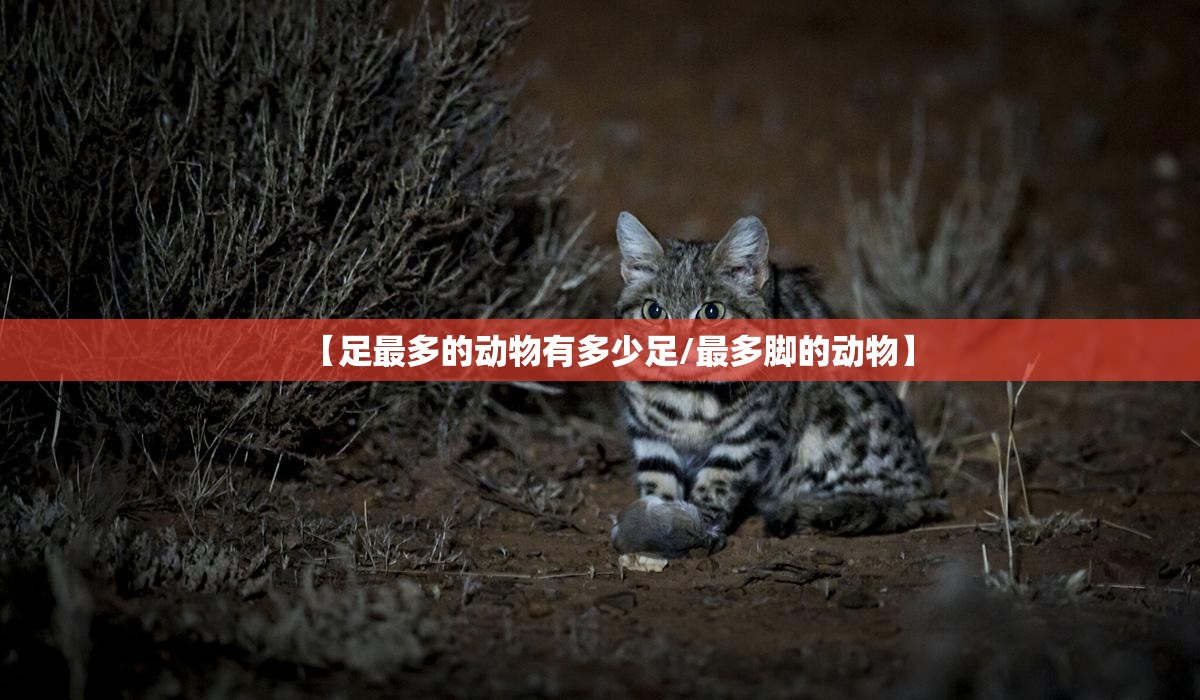 【足最多的动物有多少足/最多脚的动物】