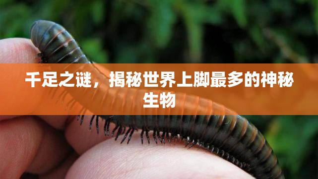 千足之谜，揭秘世界上脚最多的神秘生物
