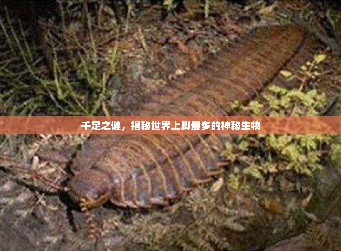 千足之谜，揭秘世界上脚最多的神秘生物