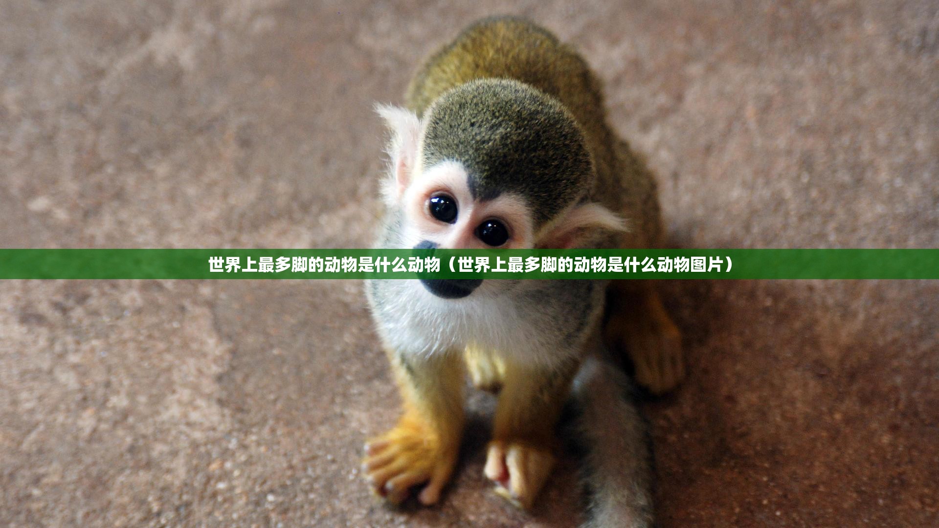 世界上最多脚的动物是什么动物（世界上最多脚的动物是什么动物图片）