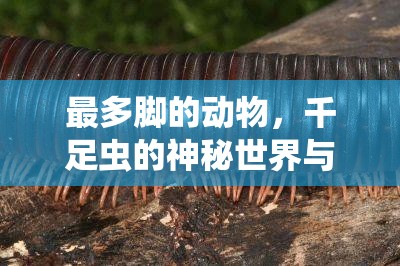 最多脚的动物，千足虫的神秘世界与生命奇迹