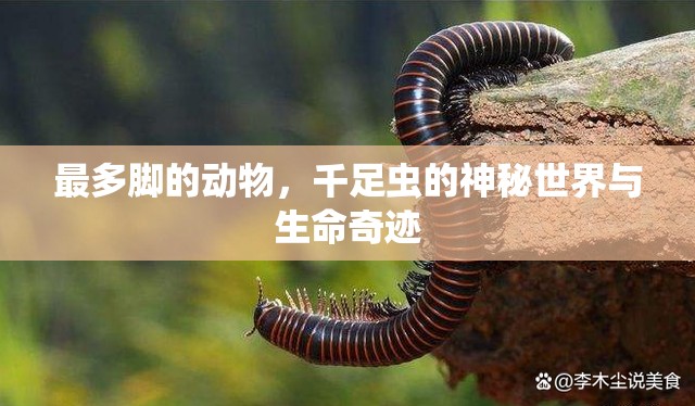 最多脚的动物，千足虫的神秘世界与生命奇迹