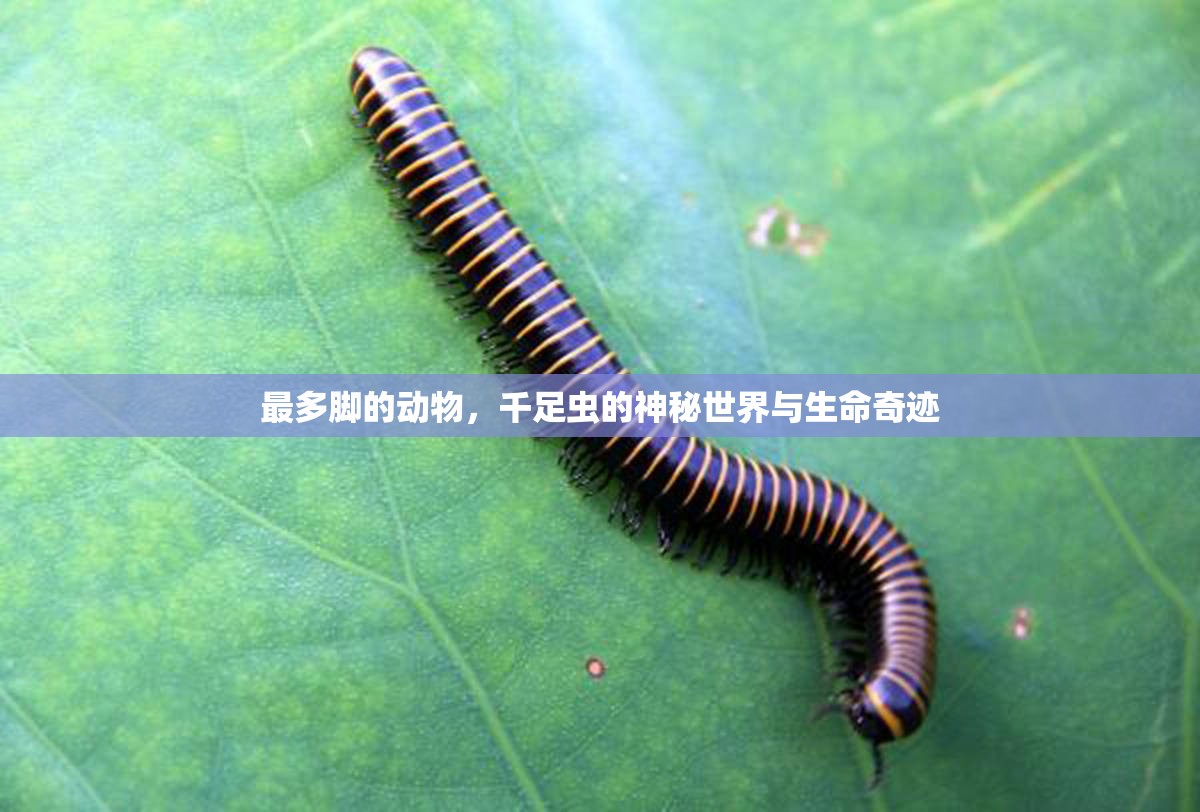 最多脚的动物，千足虫的神秘世界与生命奇迹